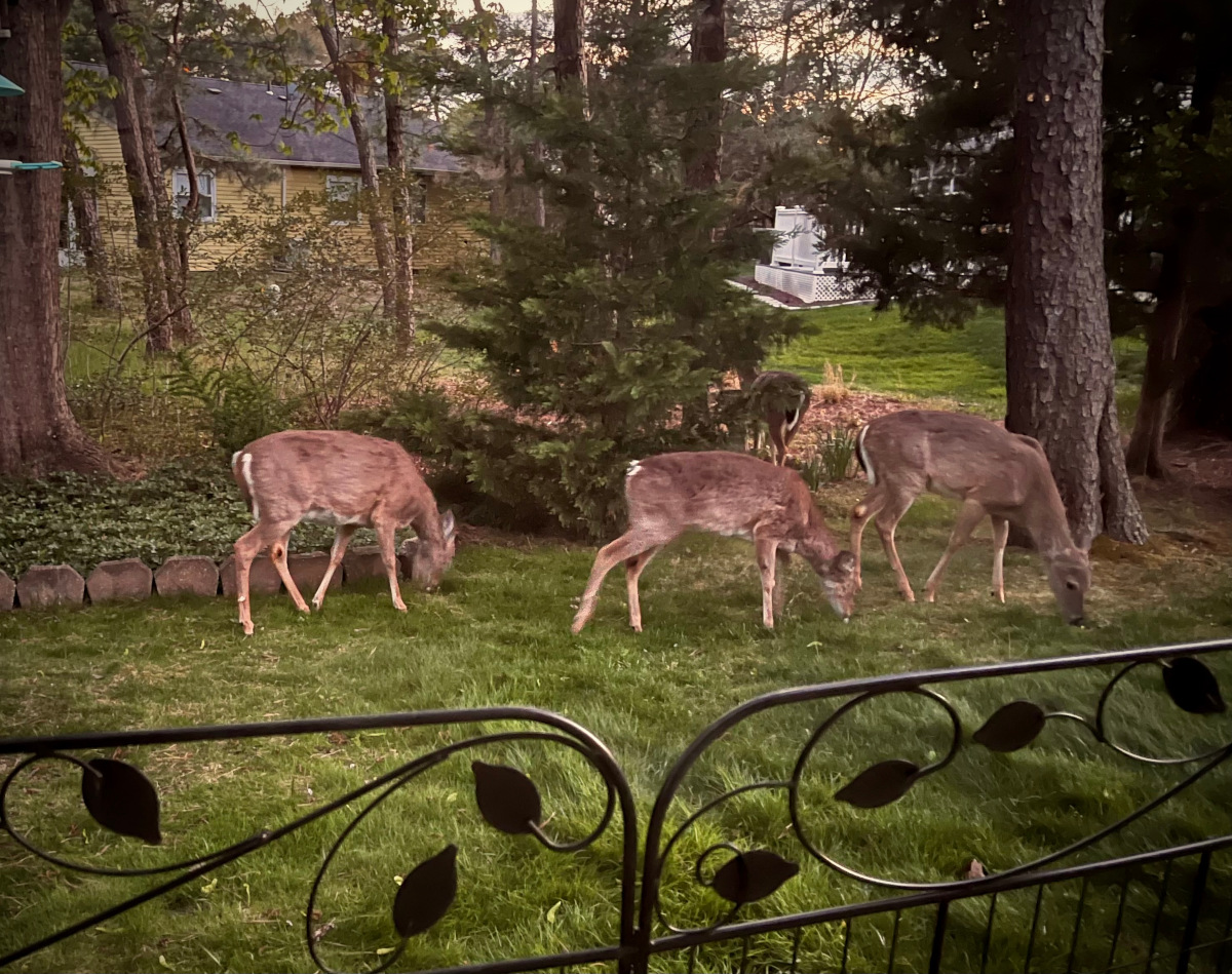 A photo of four deer, grazing in a yard.
