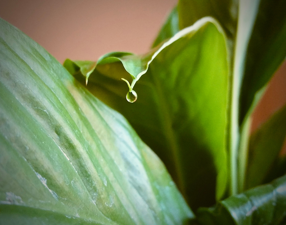A dew drop hanging on a leaf.